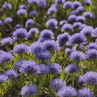 Globularia trichosantha